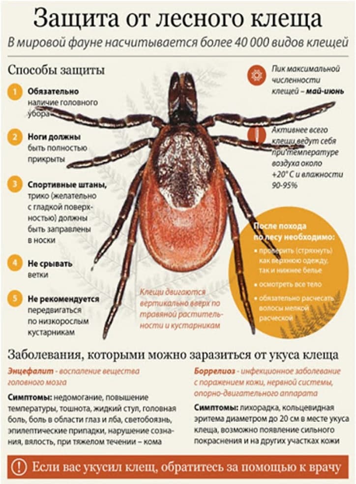 КЛЕЩЕВЫЕ ИНФЕКЦИИ — БОЛЕЗНИ, ПЕРЕДАВАЕМЫЕ ЧЕЛОВЕКУ И ЖИВОТНЫМ ПРИ УКУСАХ КЛЕЩЕЙ.